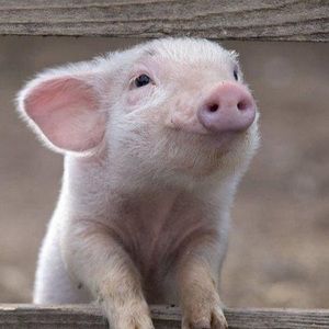 Meet your Posher, Heidi